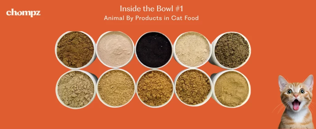 An orange background with the Chompz logo shows twelve bowls filled with different shades and textures of animal by-product powders. A happy, wide-eyed cat is in the lower right corner. The text reads: 'Inside the Bowl #1: Animal By Products in Cat Food.