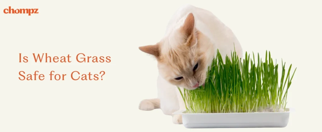 A beige background with the Chompz logo features a cream-colored cat nibbling on a tray of fresh green wheat grass. The text on the left asks: 'Is Wheat Grass Safe for Cats?