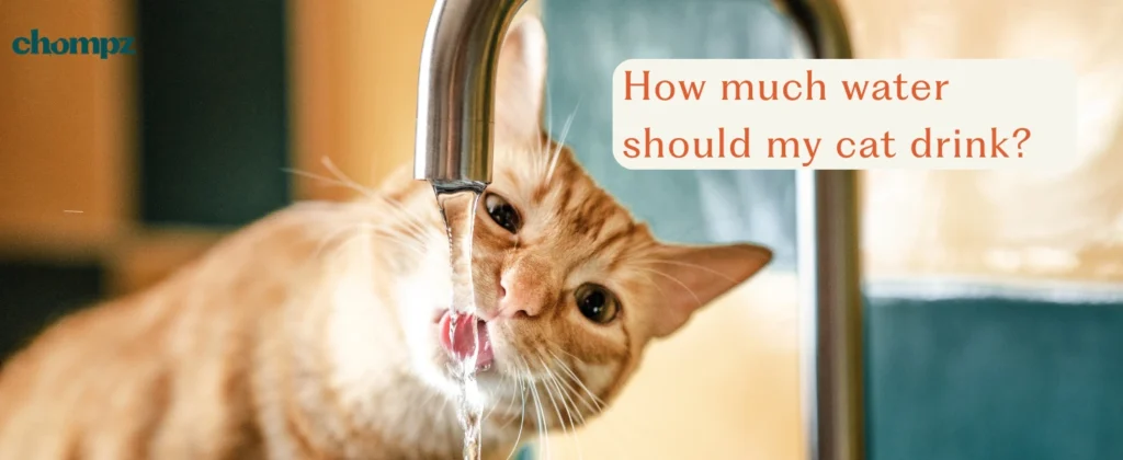 A ginger cat drinks running water directly from a metal faucet. The background is slightly blurred, and an orange text box in the upper right asks: 'How much water should my cat drink?