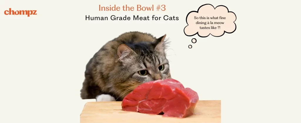 A beige background displays the Chompz logo, a large portion of raw red meat on a wooden block, and a brown-and-white fluffy cat looking intently at the meat. The text reads: 'Inside the Bowl #3: Human Grade Meat for Cats.' The cat's thought bubble says, 'So this is what fine dining in a meow tastes like?