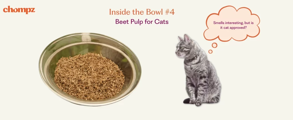 A beige background with the Chompz brand logo, a stainless steel bowl filled with shredded beet pulp, and a gray tabby cat seated nearby. The text reads: 'Inside the Bowl #4: Beet Pulp for Cats.' The cat has a thought bubble that says, 'Smells interesting, but is it cat approved?