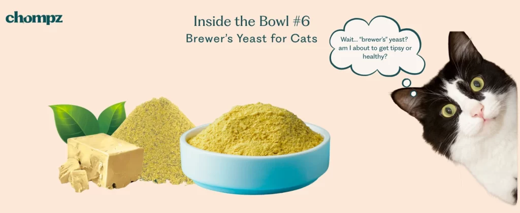 A beige background features the Chompz brand logo, an arrangement of brewer’s yeast in cube, leaf, and powder forms, and a black-and-white cat looking curious. The text reads: 'Inside the Bowl #6: Brewer’s Yeast for Cats.' The cat has a thought bubble that says, 'Uh… brewer’s yeast? Am I about to get tasty or get healthy