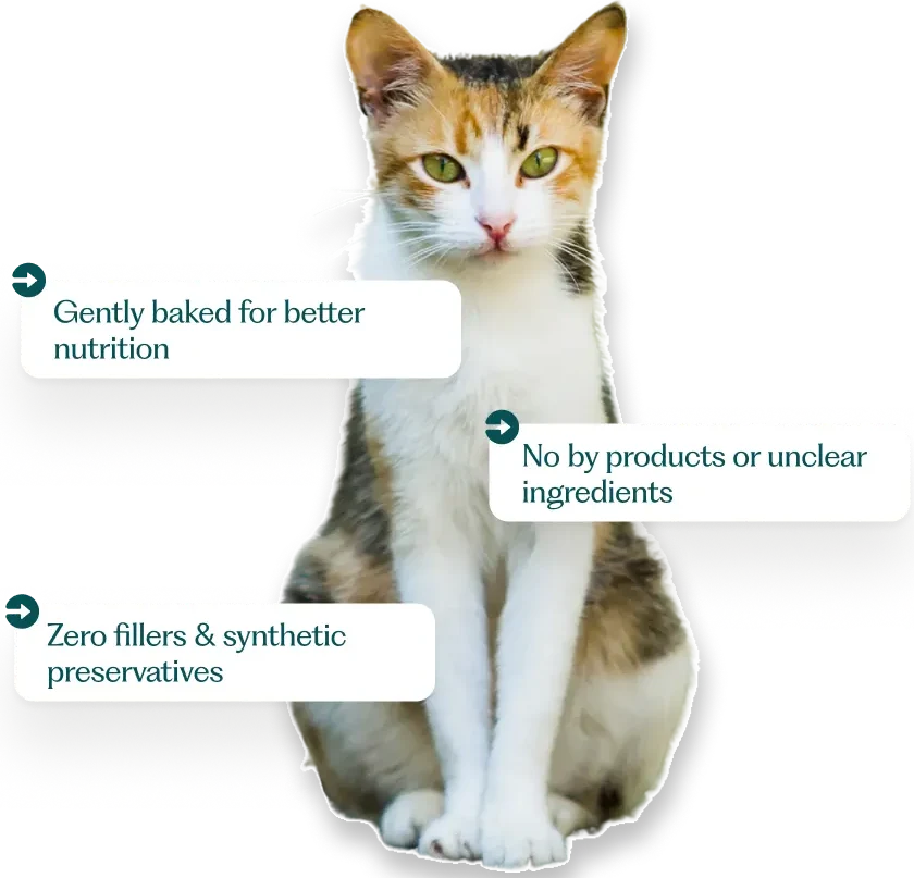 Cat with three text bubbles: 'Gently baked for better nutrition', 'No by products or unclear ingredients', and 'Zero fillers & synthetic preservatives
