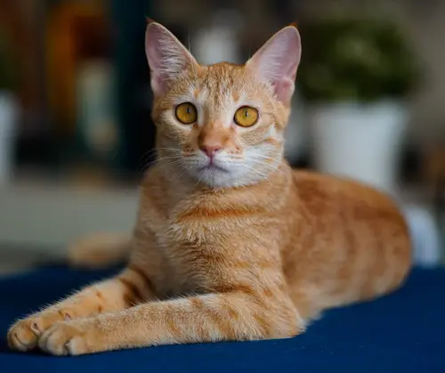 Orange tabby cat lying down on a blue surface, looking at the camera.