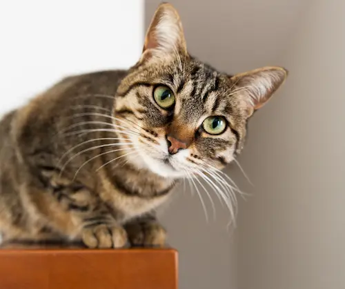 Brown tabby cat with stripes resting on a wooden surface and looking at the camera.