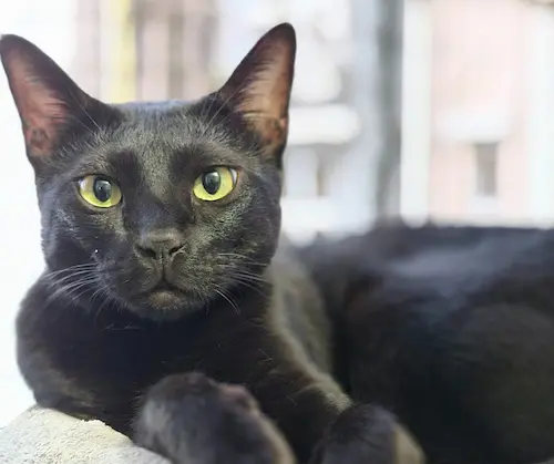 Black cat lounging indoors, looking slightly to the side.