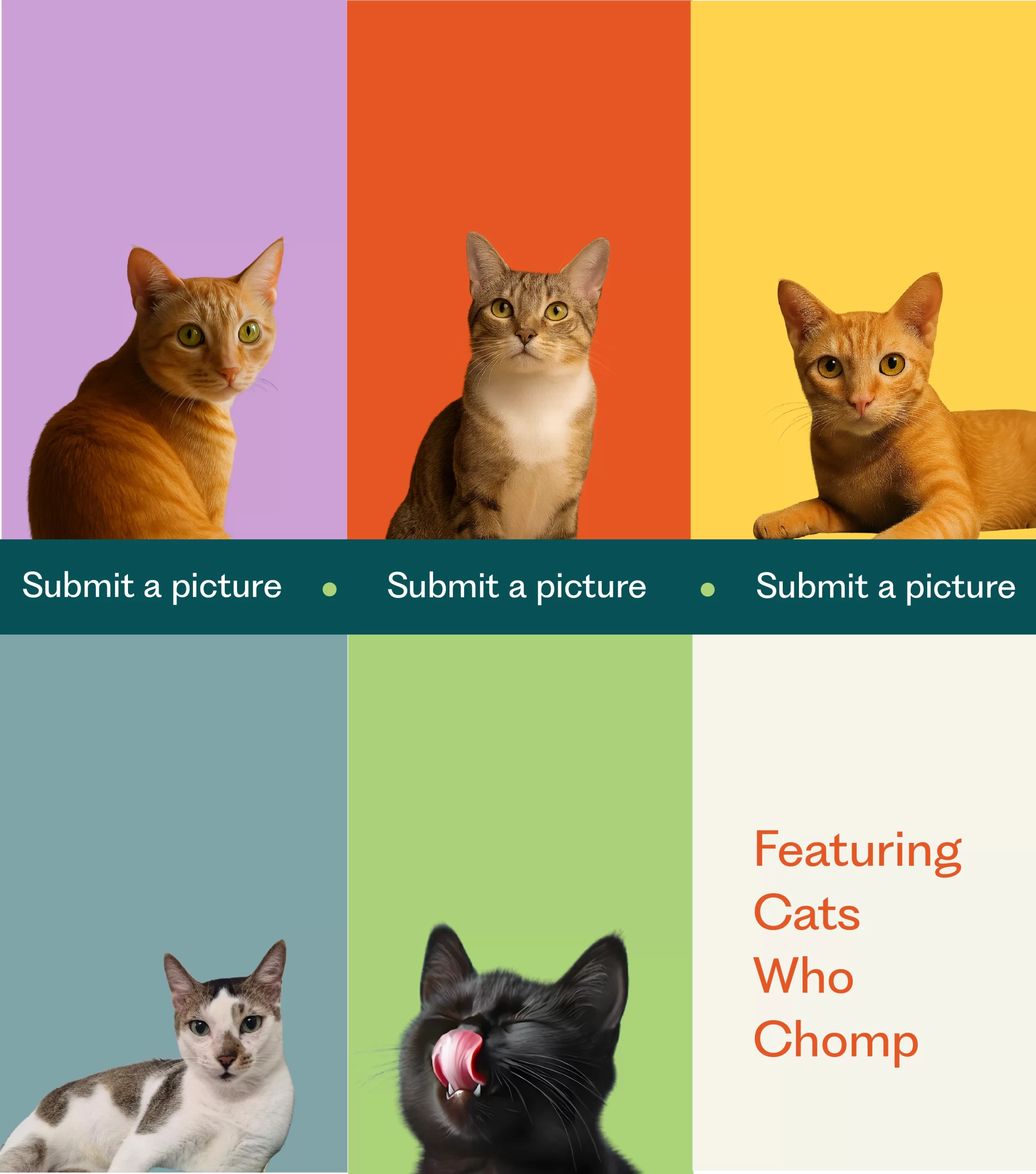 Bright collage of cats on purple, orange, yellow, blue, green, and cream backgrounds with ‘Submit a picture’ buttons and the text ‘Featuring Cats Who Chomp’.