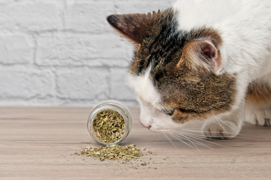 Dried catnip for cats