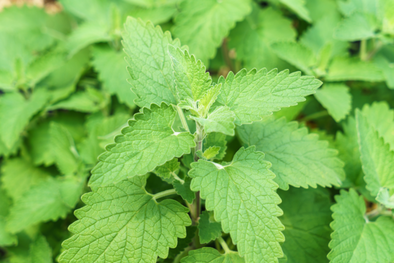 catnip plant